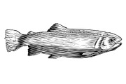 Woodcut Trout, an Animal Illustration by blue67sign (Thumbnail 2 of 2)