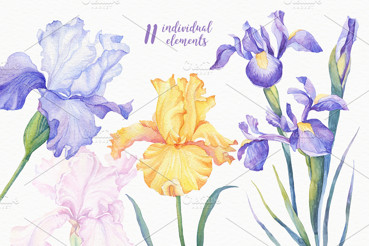 SALE! Watercolor Irises, an Illustration by Irina Diasli (Photo 3 of 5)