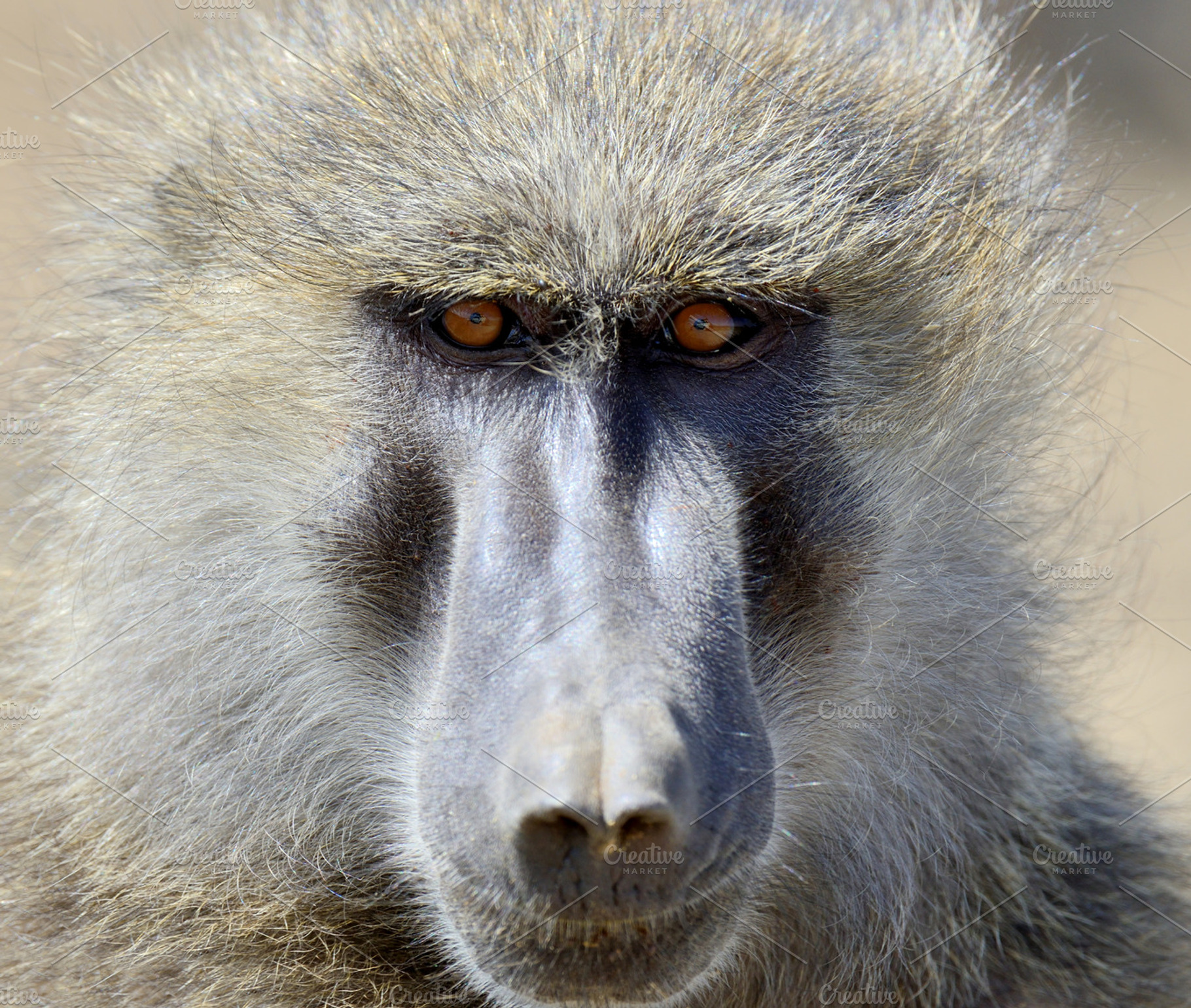 Monkey containing baboon, animal, and monkey, an Animal Photo by Byrdyak
