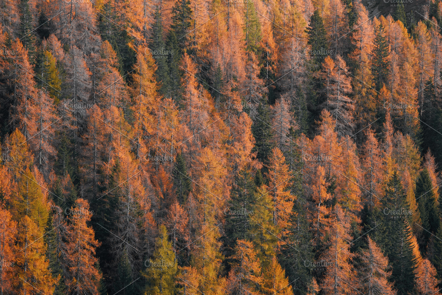 Autumn trees stock photo containing nature and ecosystem, a Nature Photo by Lorenzo Vannucci