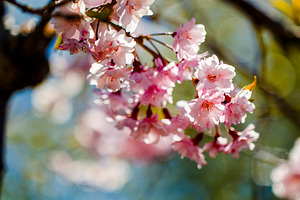 Cherry Blossom Closeup, a Nature Photo by Jillian Butolph