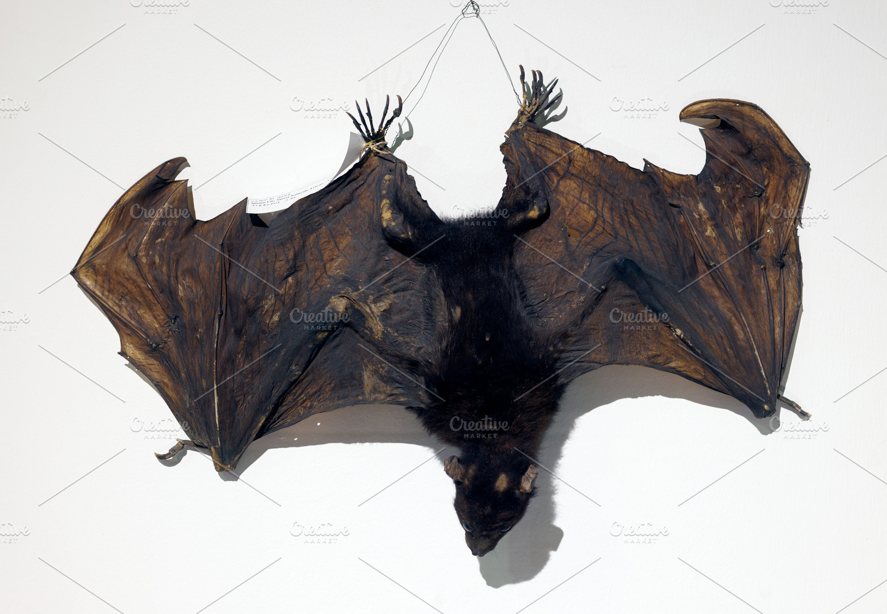 Taxidermy - Flying fox bat with wings spread and hanging upside, an Animal Photo by Bepslabor
