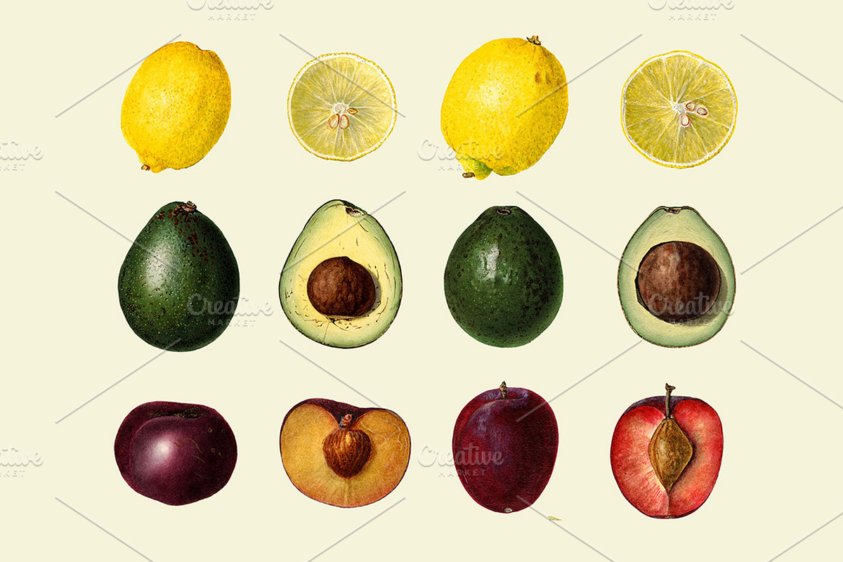 Vintage Fruit Illustrations, a Food Illustration by Catty Studio (Photo 4 of 10)