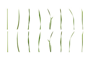 Vector Object Brushes. Daffodils