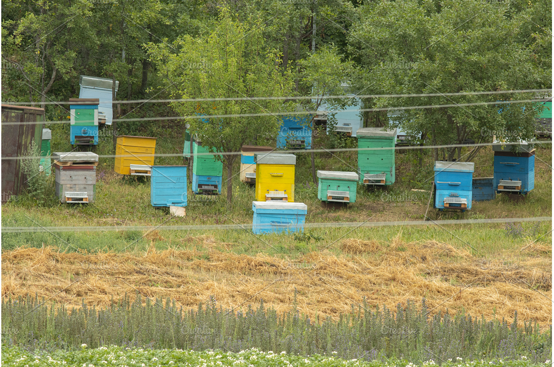 A Serene Apiary in the Green Fields, an Animal Photo by Barcelona_dreams