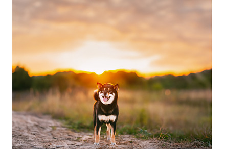 Young Black And Tan Shiba Inu Dog, an Animal Photo by Our Amazing World