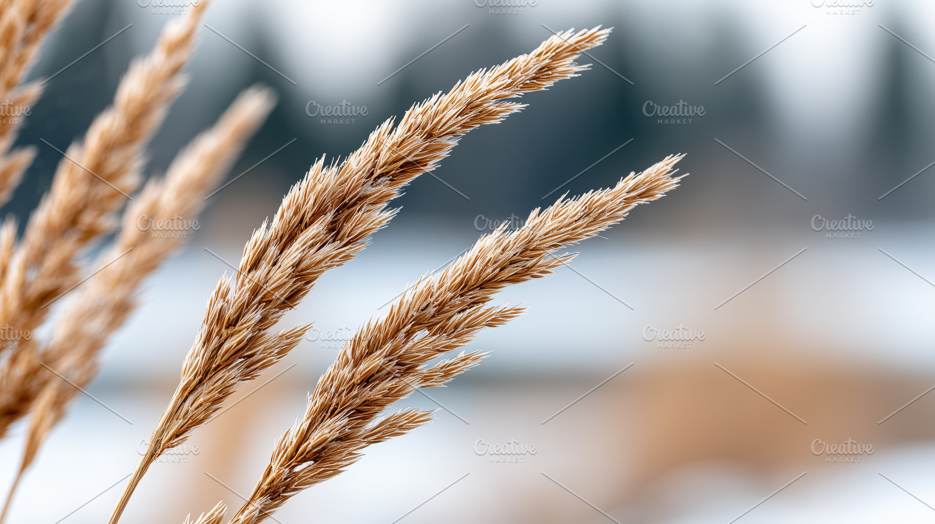 Close up of golden dry grass seed, a Nature Photo by MistyDay
