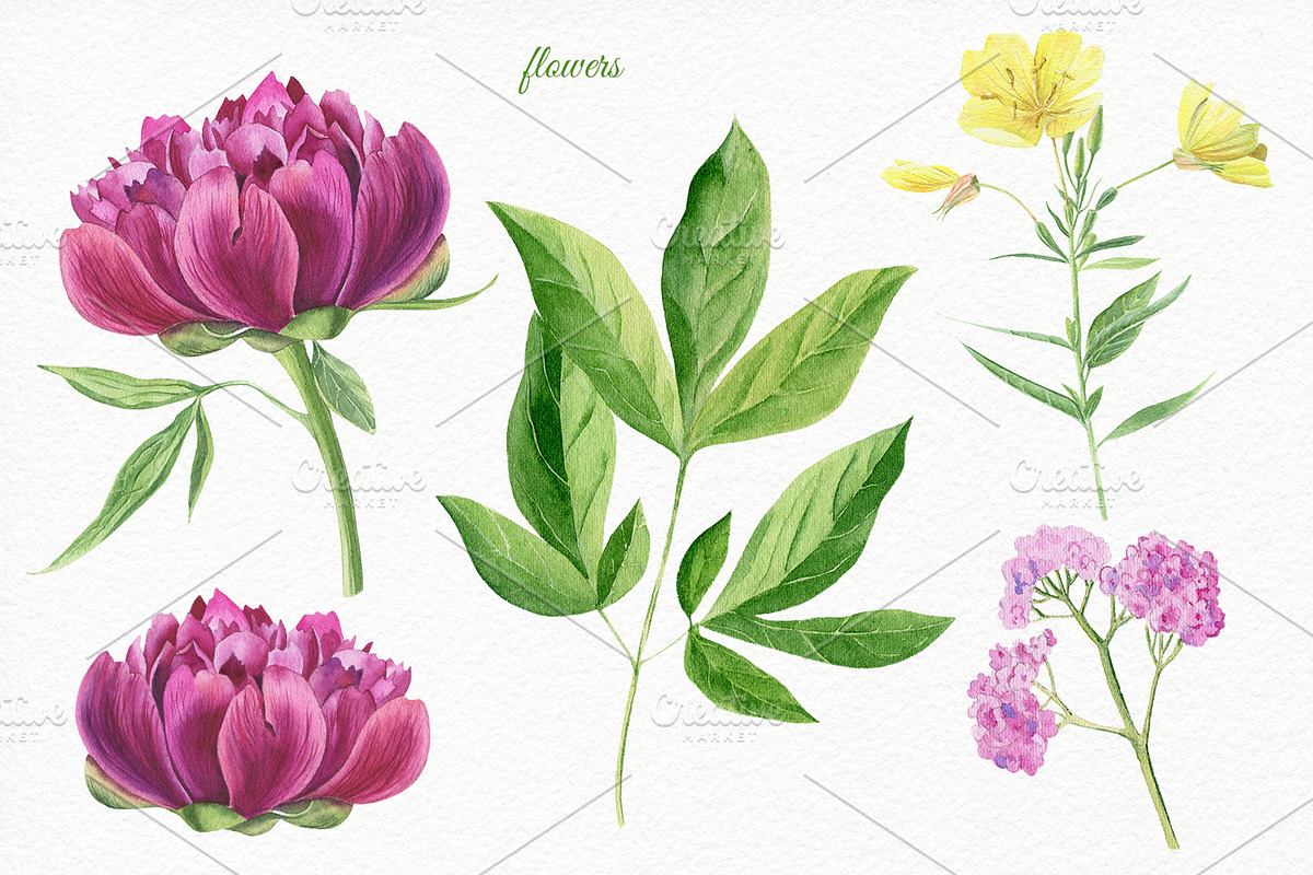 Florals watercolor set, an Illustration by Elegantia (Photo 2 of 11)