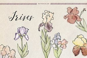 Watercolor Irises