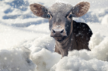 Young calf in winter under the snow