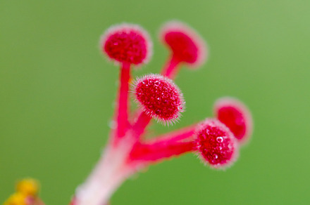 Carpel of snowflake hibiscus stock photo containing carpel and pollen, a Nature Photo by yongkiet jitwattanatam