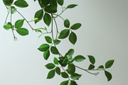 99 Frames of green leaves, a Nature Photo by Handmadefont (Thumbnail 96 of 100)