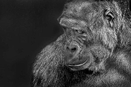 The Silverback Gorilla