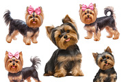Watercolor Yorkie Dog Clipart Bundle, an Animal Illustration by Design Scotch (Thumbnail 6 of 8)