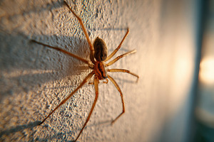 Close-Up of Spider on Textured Wall, an Animal Photo by AlyaAnd