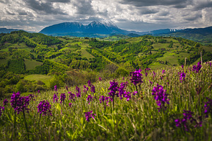 Scenery with blooming purple flowers, a Nature Photo by Alpine Dreams