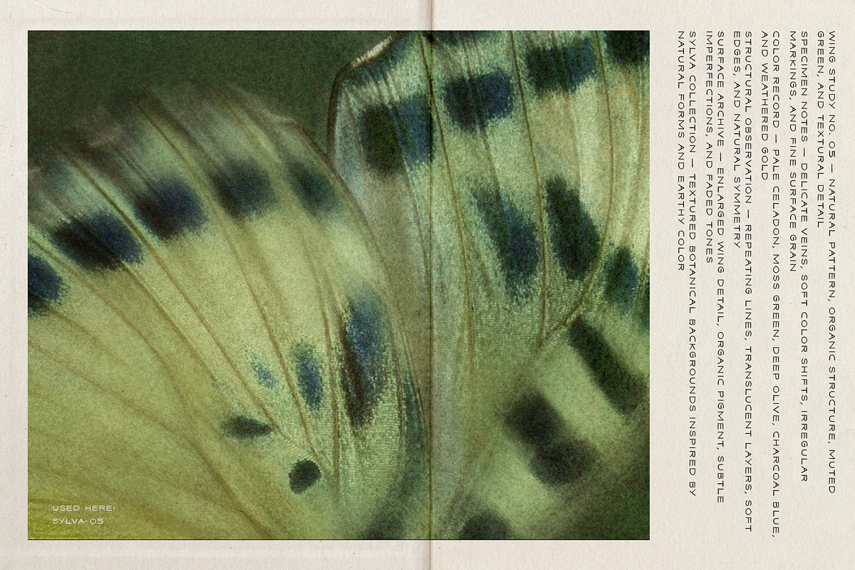 Sylva Textured Botanical Backgrounds, a Background Graphic by alonahaidash (Photo 11 of 15)