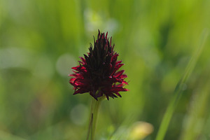 Black Vanilla Orchid -Nigritella nigra, Julian alps, a Nature Photo by Bepslabor
