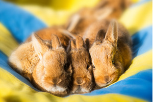 hree Cute Baby Rabbits Huddled, an Animal Photo by Pakosta