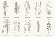 Fern & Grass Line Art Collection, a Decorative Illustration by AW Studios (Thumbnail 8 of 11)