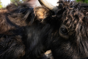 Close-up of a black fluffy animal with a detailed eye view, a Photo by AS photostudio