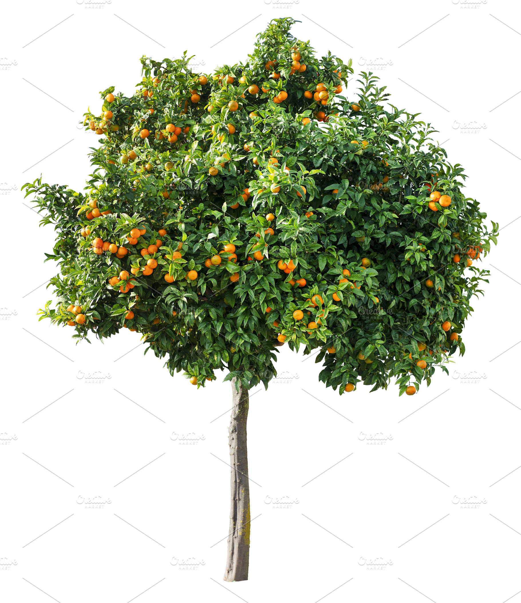 Tangerine tree isolated, a Nature Photo by Volff