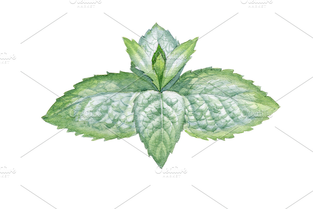 Mint, a Food Illustration by Watercolor life (Photo 3 of 6)