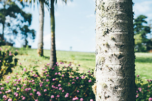 Palm trunk and blurred flowers, a Nature Photo by SkyNext