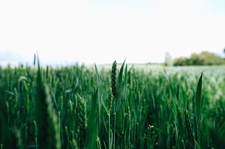 Green Wheat Ears