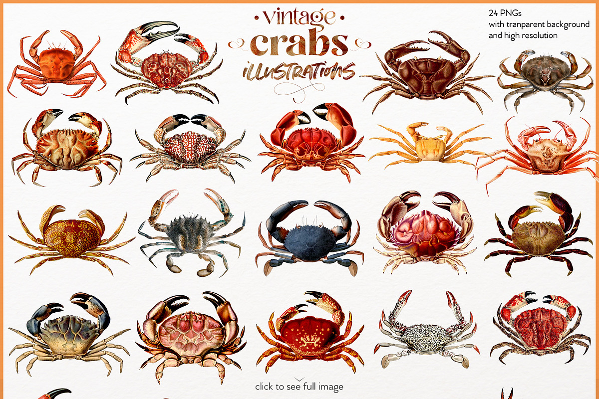 Vintage Crab illustrations, an Animal Illustration by Natalka Dmitrova art (Photo 3 of 12)