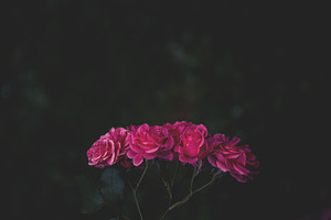 Dark roses background stock photo containing hipster and background