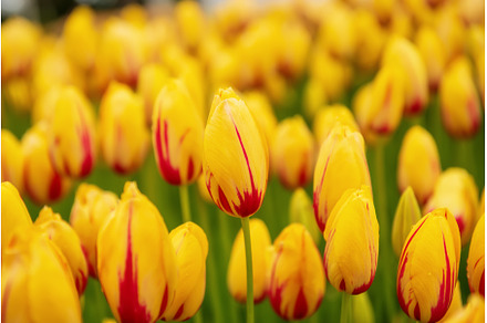 Yellow and red flowers, a Nature Photo by Nature and travel