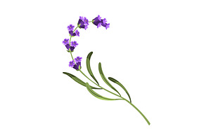 Lavender. Vector illustration of, an Object Illustration by the8monkey