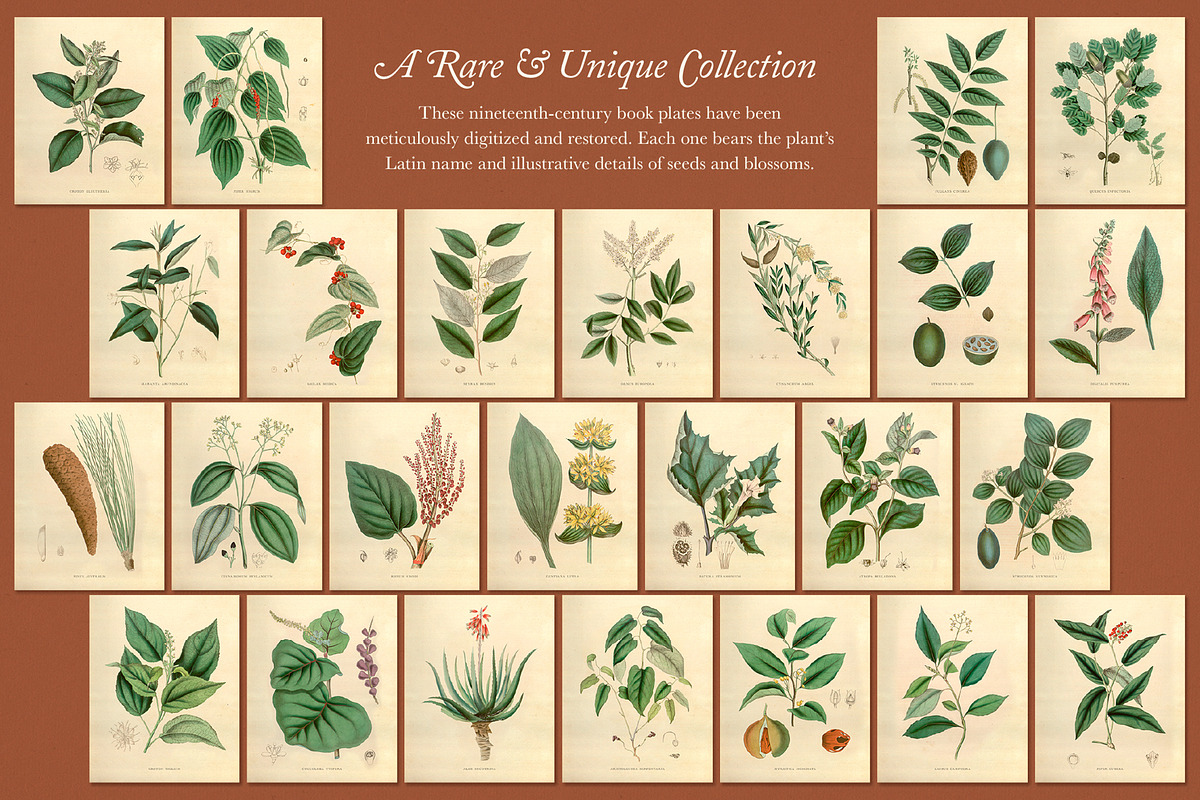 25 Medicinal Botany Prints, a Decorative Illustration by The Object Atlas (Photo 3 of 6)