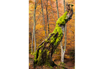 Rotten tree in autumn forest with, a Nature Photo by oksix
