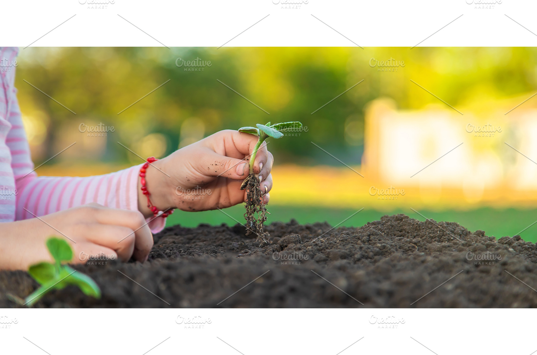 The child is planting a plant in the, a Nature Photo by yanadjana