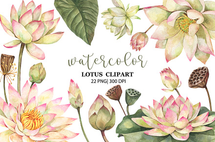 Watercolor Lotus Clipart, PNG, a Decorative Illustration by PatternPalette