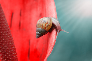 wild snails over pink flowers