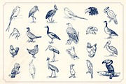 Vintage Hand Drawn Birds, an Object Graphic by Mr Vintage (Thumbnail 3 of 6)