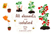 Tomatoes growing poster. Life cycle, an Education Illustration by Tani Kuzminka (Thumbnail 2 of 3)