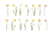 Vector object brushes. Daffodils, a Brush Add-On by Peolla (Thumbnail 6 of 11)