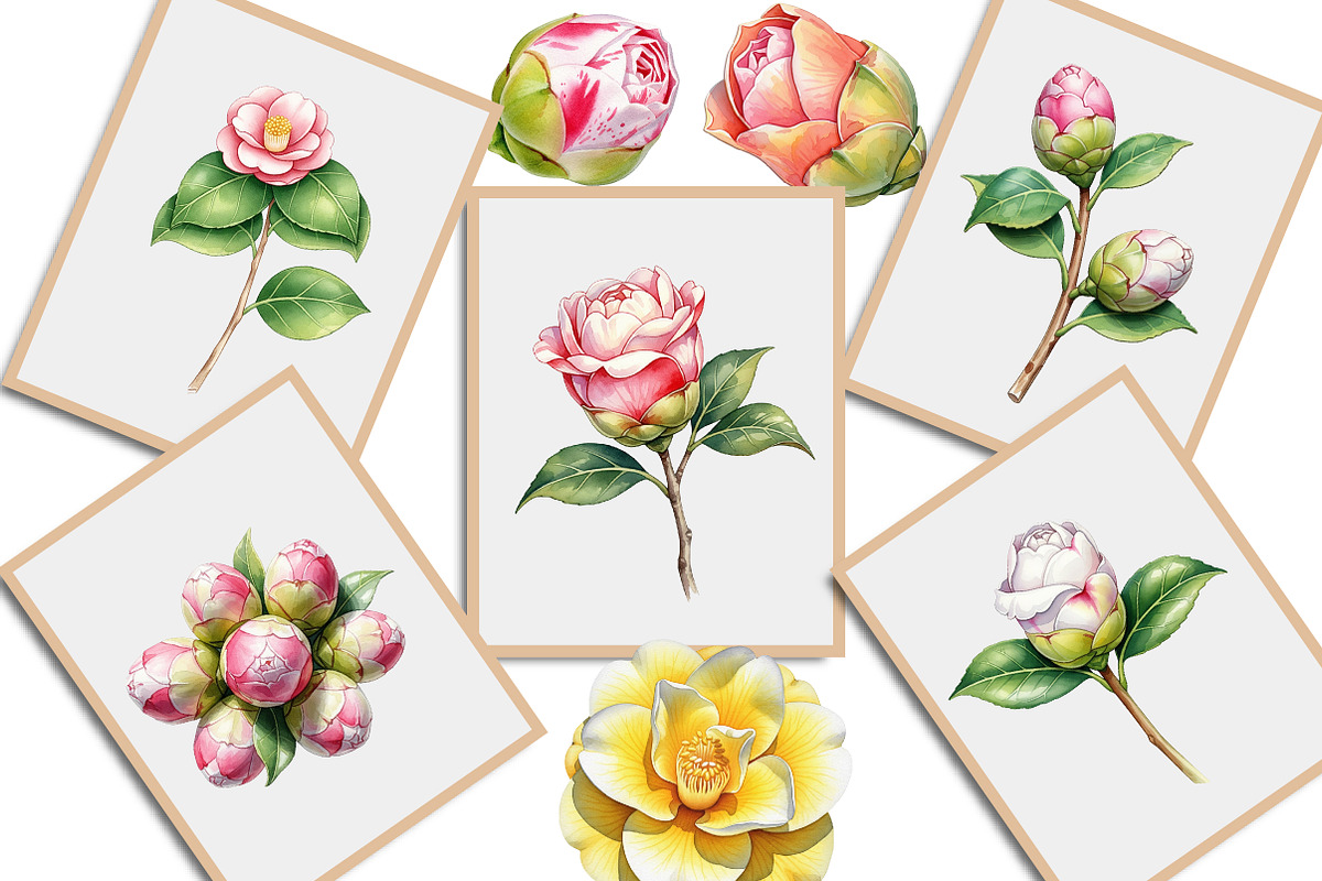 Camellia Flower Bloom PNG Clipart, an Illustration by Creative Art (Photo 9 of 10)