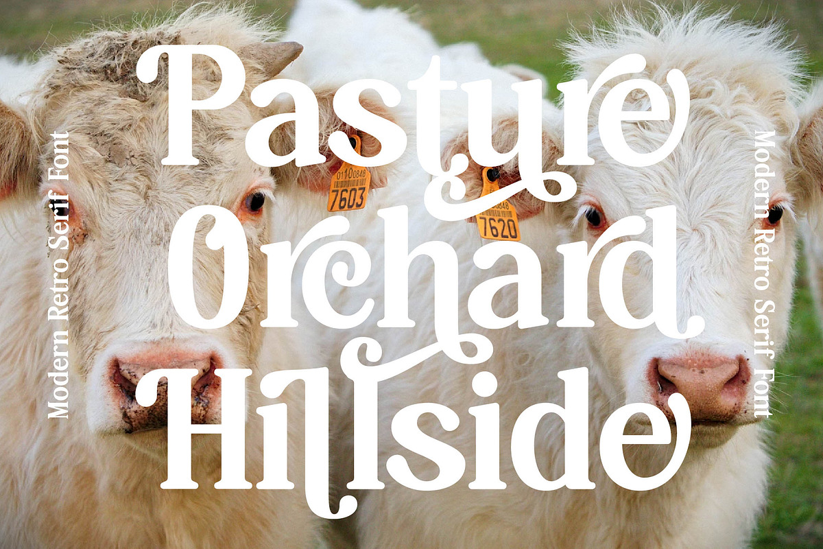 Hasbor Modern Alternate Serif Font, a Serif Font by AmorfaType (Photo 2 of 11)