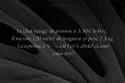 Badire - Unique Typeface, a Sans Serif Font by Issam Type (Thumbnail 12 of 15)
