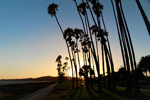 Palm trees at sunset stock photo