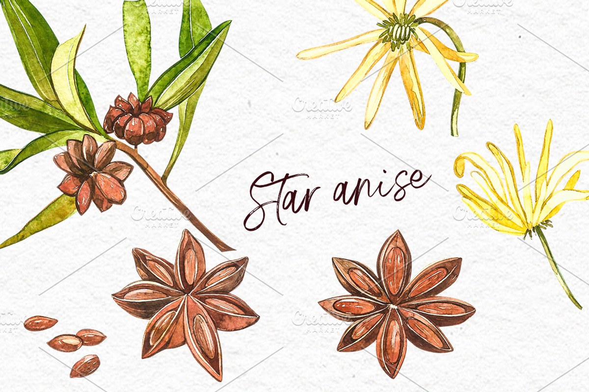 Star anise, Cinnamon, Cardamon, a Food Illustration by Ann Astro (Photo 6 of 6)