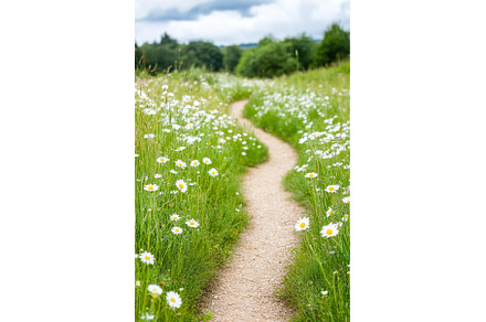 Winding Path Through a Meadow of, a Nature Photo by Lermont51