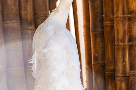 White peacock bird in the park