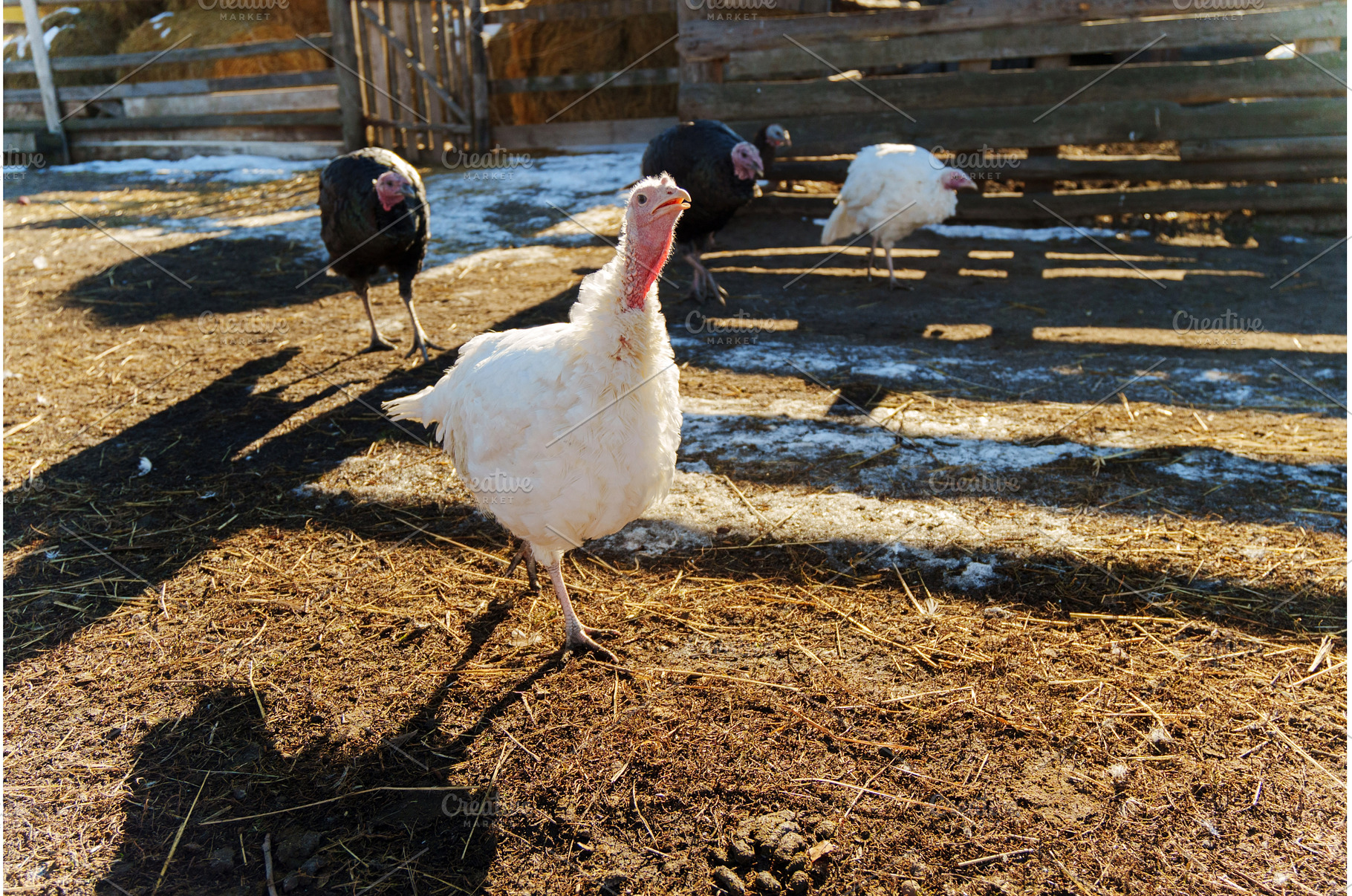White turkey walking in a farmyard, an Animal Photo by darksoul72