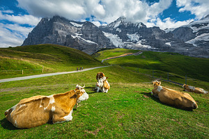 Herd of cows on the mountain pasture, a Nature Photo by Alpine Dreams